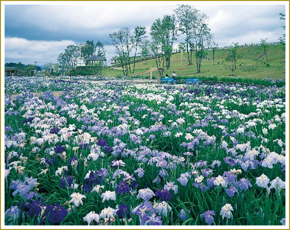 みなみかた花菖蒲の郷公園